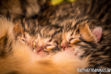 Bengalenkatzen Zucht
